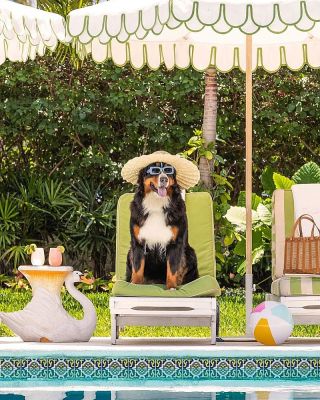 Slnečné dni volajú po štýlových doplnkoch! ⛱️☀️ Dolaď svojmu psíkovi dokonalý letný outfit. 😎 Klikni na www.purrzo.sk a...