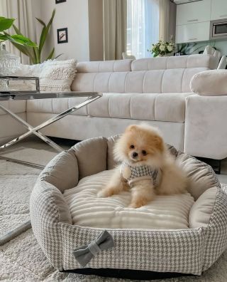 Dokonalé kombo vo farbe Ecru 😍 Elegantný postroj a hebký pelech, ktorý dokonale ladí s interiérom. 🐾🤍